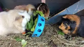 Guinea Pig Picnic!