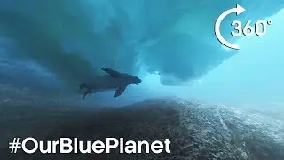 Погружение на 360&deg; под айсберги с тюленем в Антарктиде #OurBluePlanet &ndash; BBC Earth