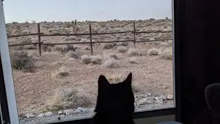 How To Leave Your Cat Alone in the RV | Driving From the California-Mexican Border to Las Vegas