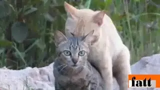 cats mating 2//التزاوج عند القطط 2//accouplement des chats//
