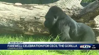 Louisville Zoo says goodbye to Cecil the gorilla as he heads to San Francisco