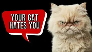 Your Cat Doesn't Hate You, Here's Why