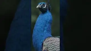 National Peacock Day | San Diego Zoo #shorts