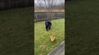 Cat vs Bear: Backyard Cam Catches the Funniest &ldquo;Nope!&rdquo;