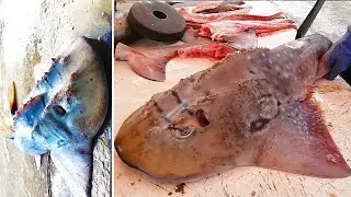 The Bowmouth Guitarfish, Shark Ray Fish Cutting Skills