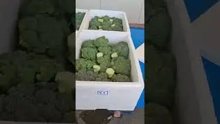 Find best Customers for your  bell peppers and and broccoli for export. #export #gardening