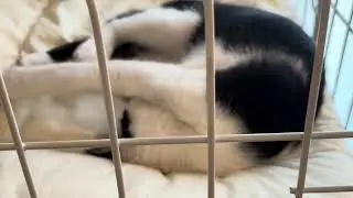 Sleeping atavistic parakeet