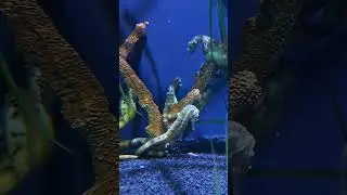 Group of Sea Horse #Toronto zoo #exotic sea creature