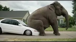 Elephant destroys your car with its big butt.