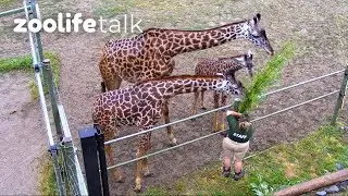 How to Become A Zookeeper | Zoolife Talk | National Zookeeper Week
