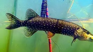 Pike attacks 🐟Tip-up rig in action. Underwater footage📌