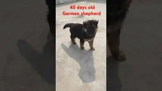45 days old German shepherd puppy || long coat#gsd #doglover #puppy#doublecoat