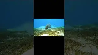 how does a manatee swim #manatee #shorts #short