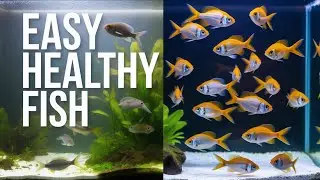 The Easy Aquarium Schedule That Keeps Fish Healthy