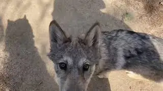 Hiking with Wolfdogs! Teaching off leash recall to a wolfdog pup