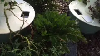 Hot weather gardening
