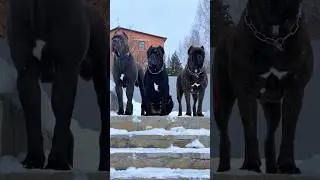 Pawsome Tricks: Dogs Doing the Unexpected! #americanbully #dogtrainingfundamentals