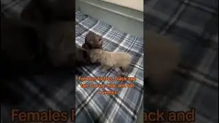 French Bulldog available