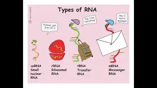 Notes on the Types of RNA & their Functions (Messenger, transfer, Ribosomal, MicroRNA, Small nuclear