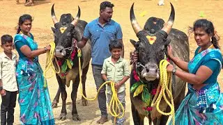 Surakudi Vadamadu Manjuvirattu 2024 Videos 02 | வ.சூரக்குடி வடமாடு மஞ்சுவிரட்டு 2024 Videos 02