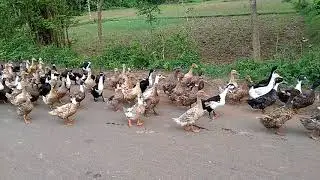 2000 Ducks walking slowly in a village, Excellent video