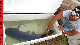 GIANT CATFISH ate My PET BASS!