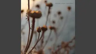 Silent Rain