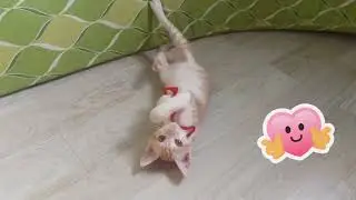 KARUPIN and her favorite red fuzzy wire #cats #puspins #catsofyoutube 