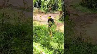 LINK PEMBELIAN DI RUANG KOMEN OGAWA BG430 👇🏻 #mesinrumput #review #unboxing