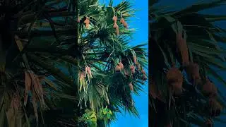 Primitive Life - How the birds make nest?