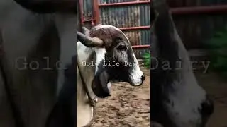 100% Pure Gir Cow #gircow #a2milk #radhakrishna #cow #forsale #gaumata #shorts #love #delhi #vlogger