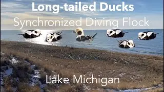 Long-tailed Duck synchronized diving flock on Lake Michigan