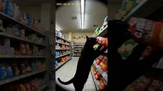 Cat Caught Stealing Chips on CCTV | Funny Security Camera Footage #cat #cctv
