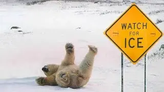 Fascinating Animals That Live at the North Pole!!!