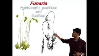 Funaria: Systematic position and Habitat