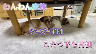 【わんわん家族】こたつ下を占領された＃犬のいる生活＃多頭飼い＃ポメラニアン＃シーズー＃ミックス犬＃パピー＃癒し