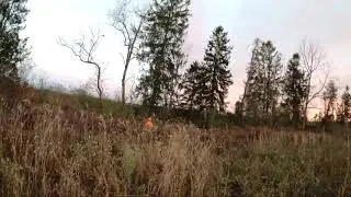 Pheasant hunting on PA State Game Lands. Big rooster down!