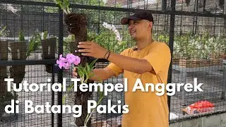 Tutorial Tempel Anggrek di Batang Pakis yang di Cor
