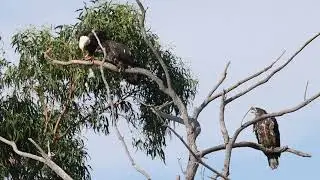LakeCasitasEagles~Perched Eating Lessons ~ July 23, 2023.  Video by Dan Dolinh