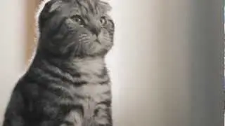 Kitten revenge - FINN.no