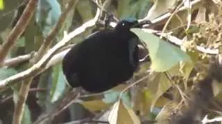 Victoria's Riflebird ♂ (Ptiloris victoriae)