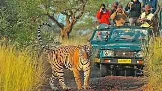 🐅 Riddhi&rsquo;s Cub Amazing Sighting in Zone 3 | Ranthambore Tiger SafariA truly magical wildlife 