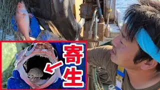 タイノエ(ウオノエ)脂の乗ったノドグロの口にいる寄生虫が可愛く手を振っています