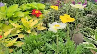 Мак исландский 'Garden Gnome' // ЯРКИЙ, устойчивый к холоду цветок, цветет весной!