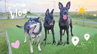 Vlog | 沙發椅腳快被咬斷了、四姊妹克難玩一個嗅聞墊、孩子看星空頂的反應、+1對妞姐調皮、帶孩子們去武德宮參拜、鮮食製作買全程緊迫盯食物、+1不讓馬麻收蘿蔔田、外牆廣告施工，孩子們全程警戒