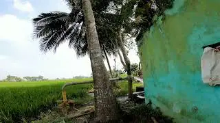 Village farm water motor pump set and paddy cultivation land