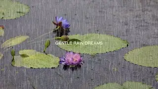 Gentle Raindrops Dancing on Lotus Flowers#Healing ASMR#Rain Sound for Sleep.