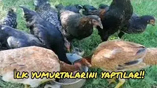 Лидерство принадлежит мне, говорит Асман!! #курица #конский волос  #скромница #грубиянка #петух