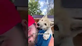 Man Rescues Abandoned Puppy, Discovers It's a Wild Wolf! Incredible Rescue Story