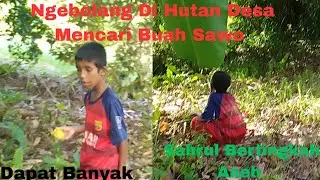Petualangan Sahrul Ngebolang Mencari Buah Sawo Di Hutan Desa